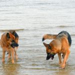 Für uns ist die Wassertemperatur nicht mehr im Wohlfühlbereich. Unseren beiden Rackern macht das aber nichts aus, sie genießen das kühle Nass.