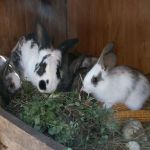 „Fleckie“ bescherte uns 6 gesunde Junge. 2 weiße gefleckte, 2 dunkle und 2 graue Kaninchen.